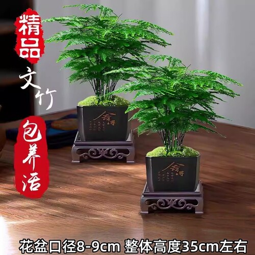 大文竹盆栽招财旺宅绿植