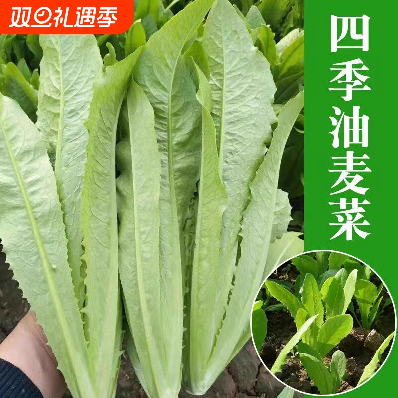 四季油麦菜种子春秋青菜阳台盆栽香菜小葱萝卜辣椒种子贝贝奶油