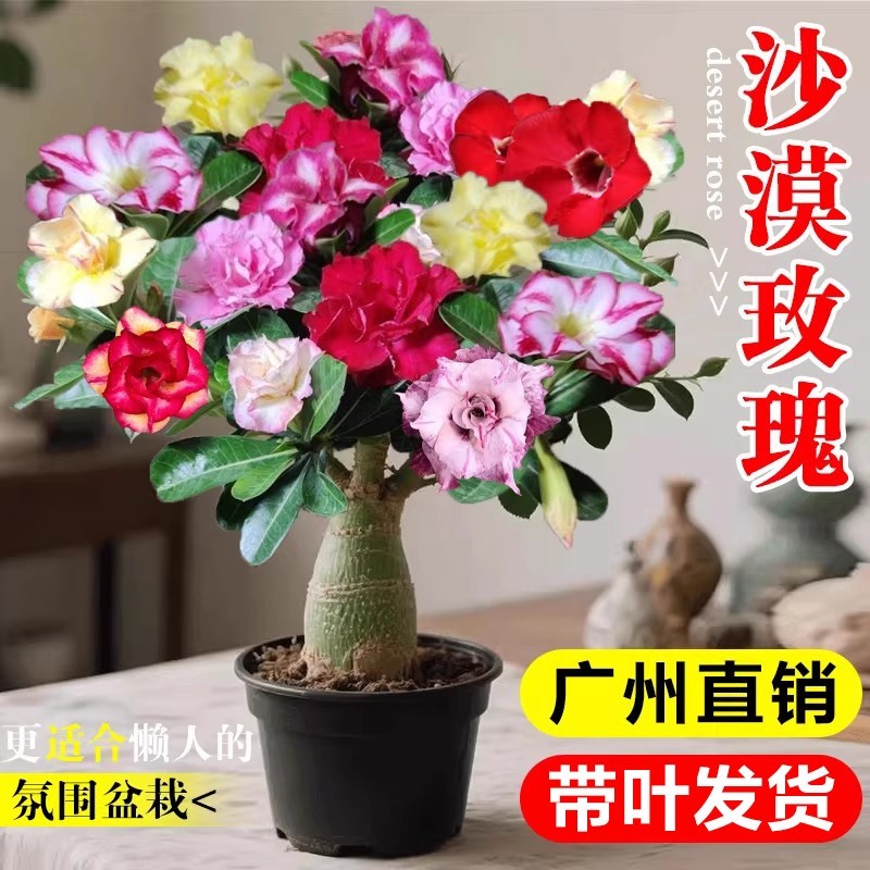 沙漠玫瑰盆栽重瓣花苗室内鲜花盆景老桩绿植庭院多肉植物开花带花
