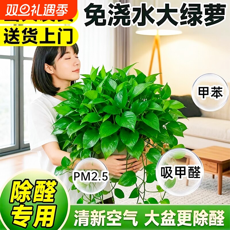 特级大盆绿萝室内盆栽水培吸除甲醛新房长藤大叶绿萝家用四季绿植