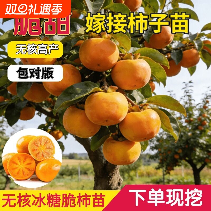 无核脆甜柿子树果苗嫁接庭院果树特大号盆栽矮化耐寒火晶柿子树苗