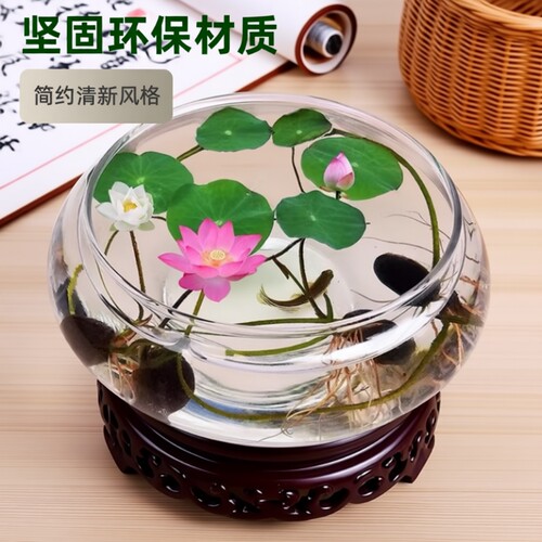 玻璃碗莲一叶莲铜钱草水仙盆