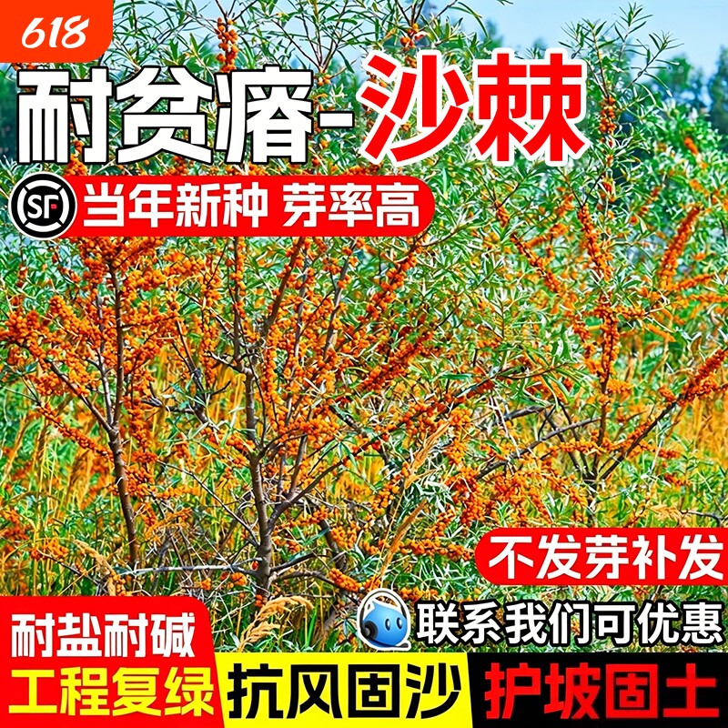 沙棘种子耐寒耐旱耐贫瘠抗风固沙工程复绿灌木草籽护坡固土草种籽