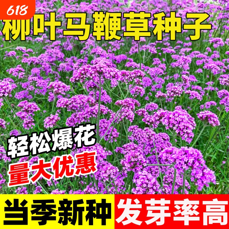 柳叶马鞭草种子多年生耐寒易活花海造景景区庭院春秋播种观赏花籽