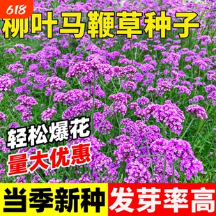 柳叶马鞭草种子多年生耐寒易活花海造景景区庭院春秋播种观赏花籽