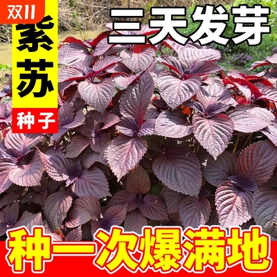 紫苏籽种食用老品种四季双面紫苏大叶耐热阳台盆栽种植蔬菜种子孑