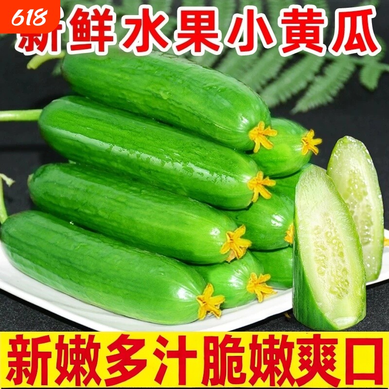 新鲜采摘水果黄瓜小黄瓜青瓜生吃脆嫩清甜白玉花瓜现摘凉拌生吃菜