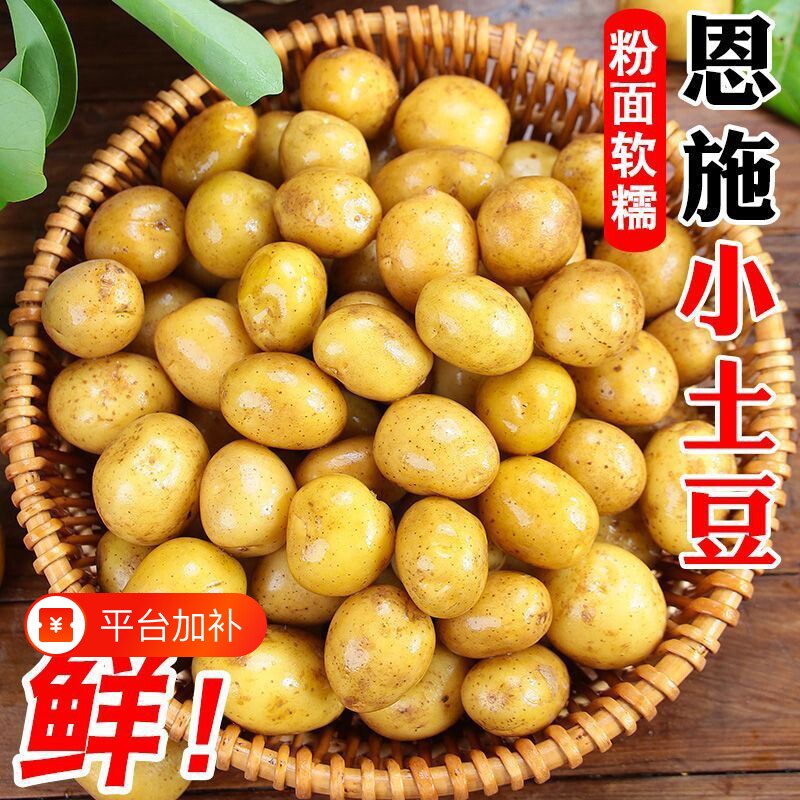 恩施小土豆现挖迷你马铃薯湖北新鲜高山应季蔬菜整箱黄皮黄心洋芋