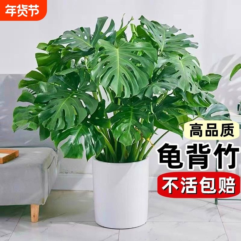 龟背竹盆栽老桩客厅大型绿植物室内吸甲醛四季常青水培富贵竹花卉,鲜花速递/花卉仿真/绿植园艺,大型绿植/成品组合盆栽,淘宝优惠券,粉丝福利购,淘宝优惠卷
