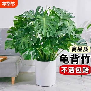 龟背竹盆栽老桩客厅大型绿植物室内吸甲醛四季常青水培富贵竹花卉