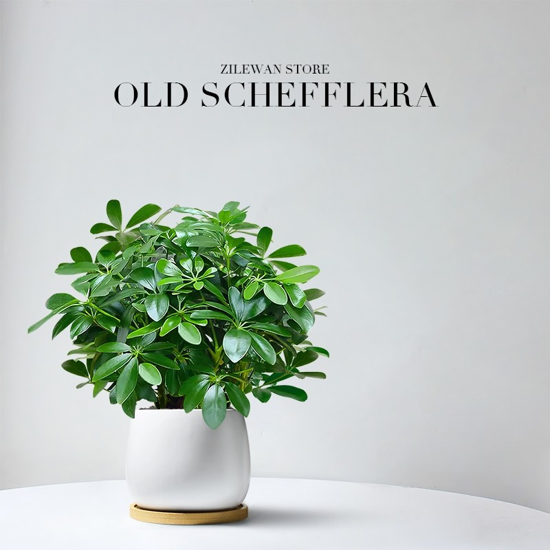 八方来财鸭脚木小盆栽植物客厅室内绿植七叶莲净化空气办公室桌面,鲜花速递/花卉仿真/绿植园艺,绿植,淘宝优惠券,粉丝福利购,淘宝优惠卷