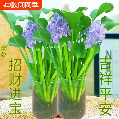 四季常青招财元宝水培花卉水养客厅办公室庭院懒人桌面摆件水培