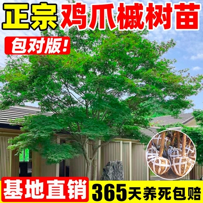 鸡爪槭树苗小叶鸡爪枫大苗庭院盆栽绿化园林木耐寒北方红舞姬造景