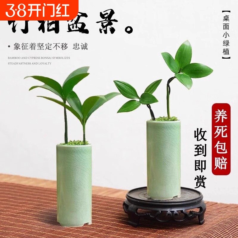 竹柏盆景迷你小盆栽驱蚊水培植物花卉办公室内桌面禅意绿植微景观