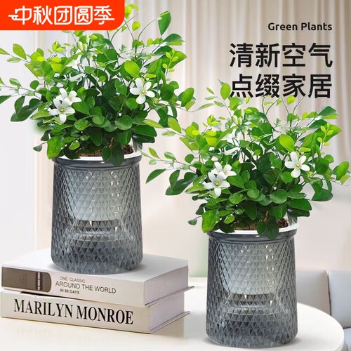 驱蚊九里香盆栽花卉驱蚊草植物树苗老桩盆景绿植水培办公桌客厅