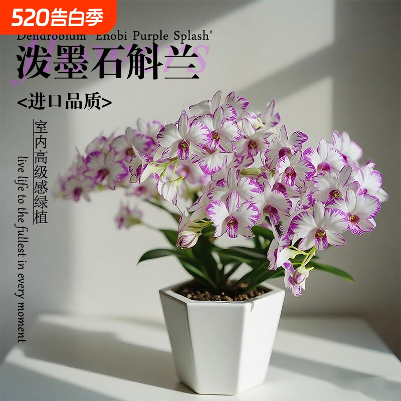 名贵白泼墨秋石斛兰花苗室内高级感绿植盆栽好养浓香可水培花卉