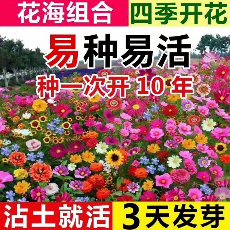 四季野花组合种子|超5000次加购