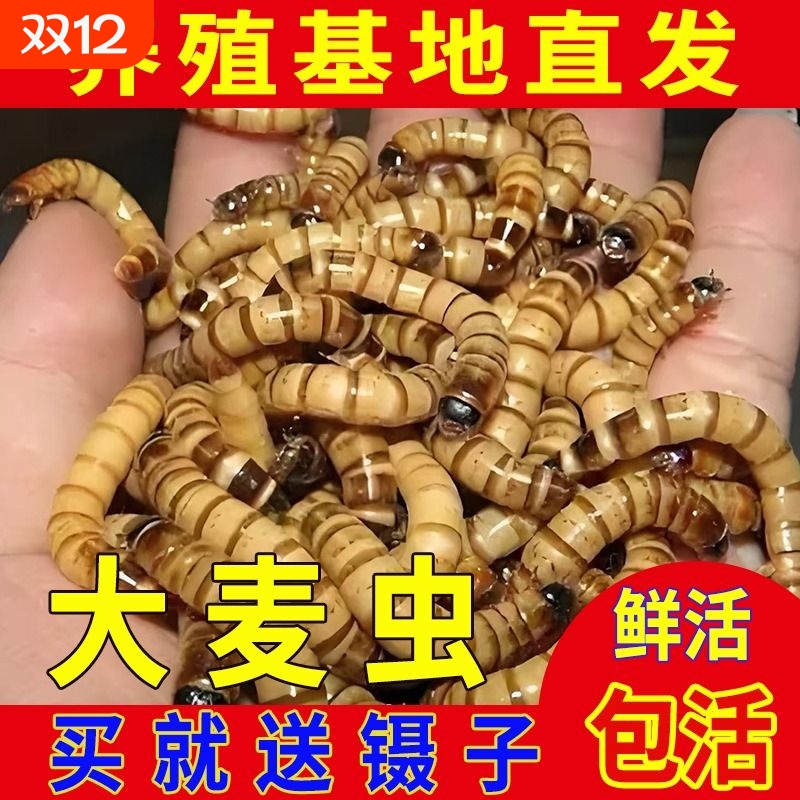 大麦虫活虫鲜活面包虫黄粉虫金龙鱼饲料活体八哥画眉鸟食虫子蜘蛛