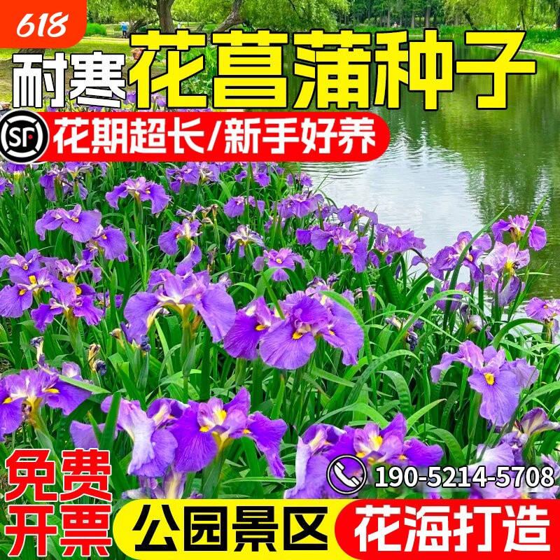 花菖蒲种子耐寒水生花卉池塘湿地造景庭院四季播种易活观赏花种籽