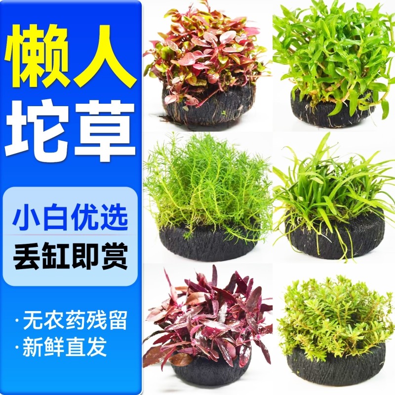 坨草鱼缸造景水草养鱼水培绿植物阴性真草好养活体懒人新手水下叶