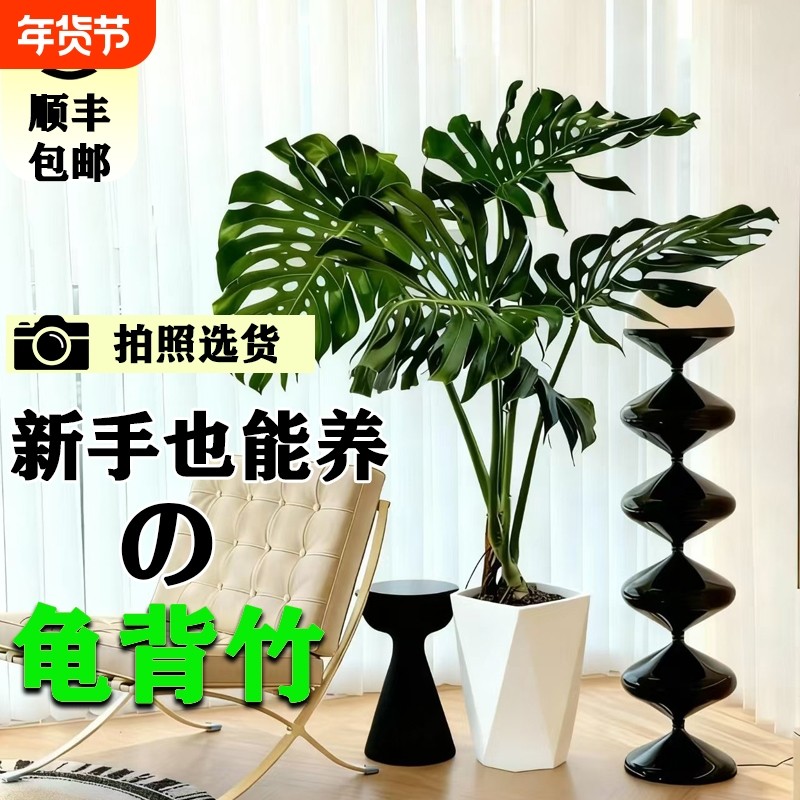 龟背竹客厅大盆栽室内客厅大叶老桩植物电视柜旁边大型绿植落地,鲜花速递/花卉仿真/绿植园艺,大型绿植/成品组合盆栽,淘宝优惠券,粉丝福利购,淘宝优惠卷