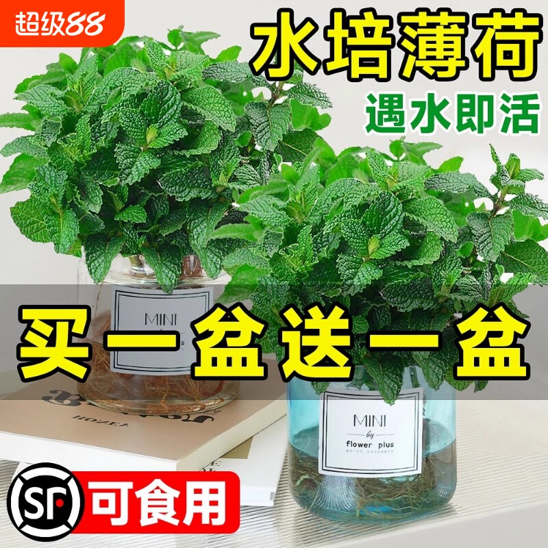 薄荷盆栽水培植物驱蚊可食用柠檬薄荷叶迷迭香室内驱蚊草绿植好养