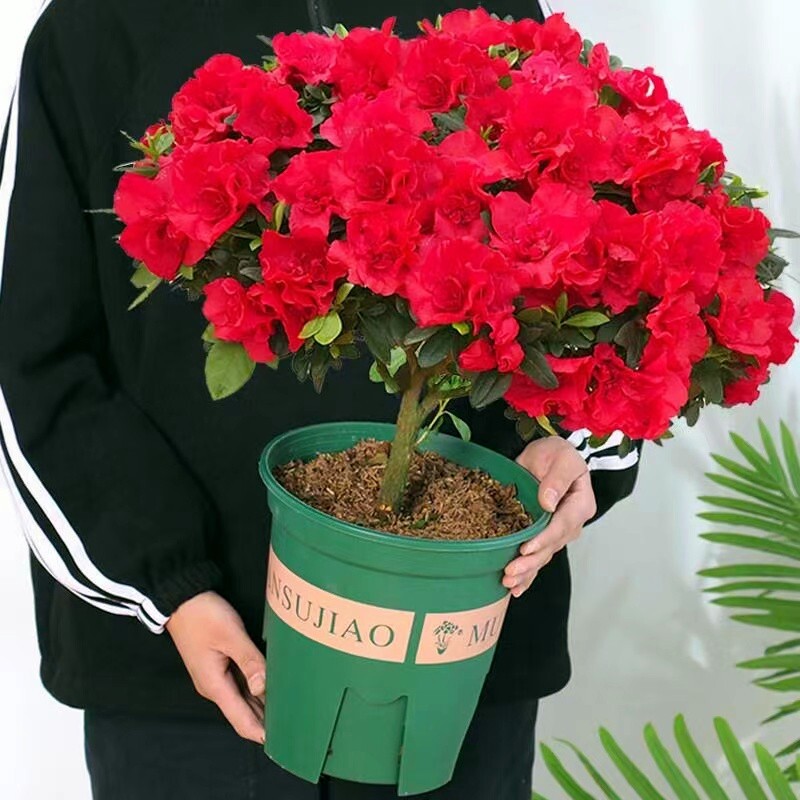 四季杜鹃花盆栽带花苞大棵红杜鹃花树苗老桩好养花卉植物室内开花图片
