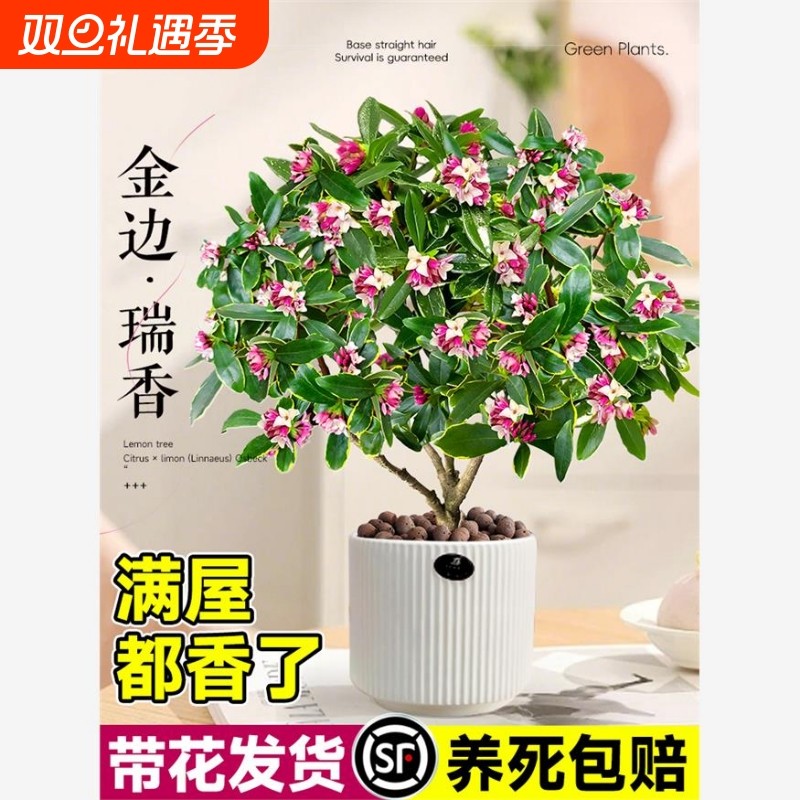 特大金边瑞香盆栽带花苞室内客厅阳台耐寒老桩绿植物四季好养花卉