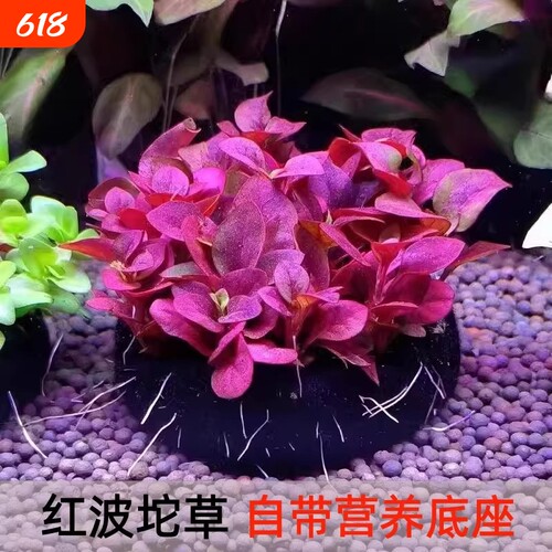 红波坨草自带营养底座养鱼水草