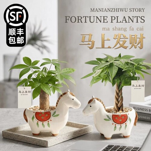 马上发财小马新款发财树小盆栽办公室桌面绿植招财植物马年伴手礼