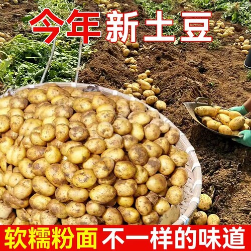 恩施小土豆现挖新鲜黄心