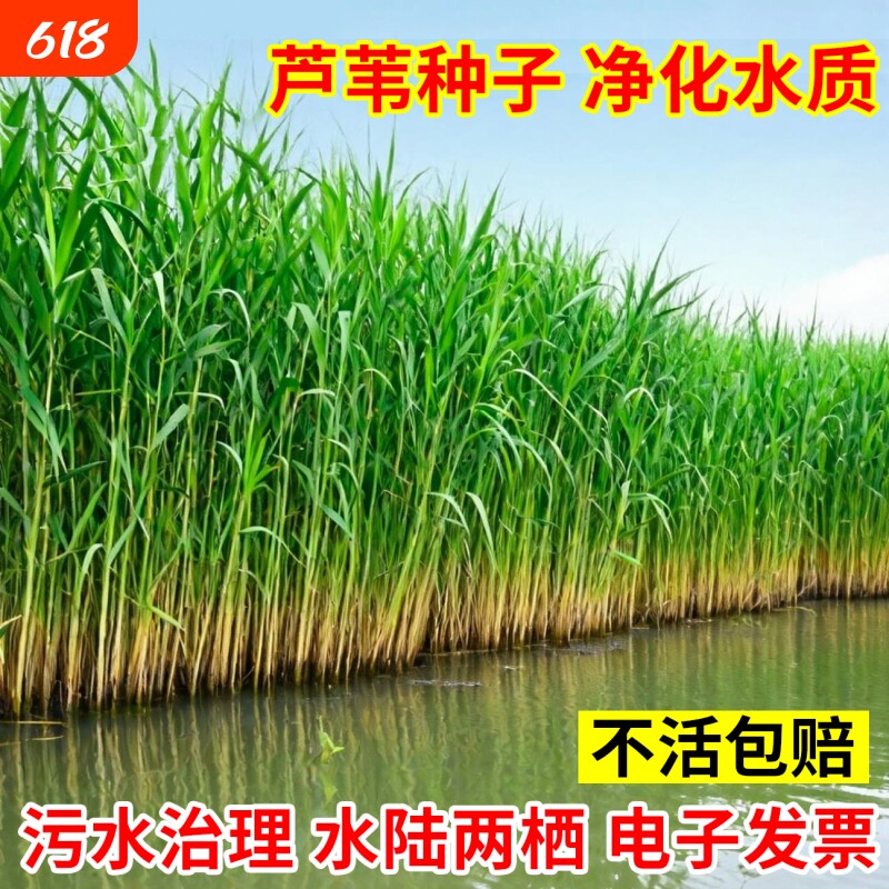 芦苇种子护坡固土芦苇草种籽耐寒净化水质牧草种籽多年生宿根草籽