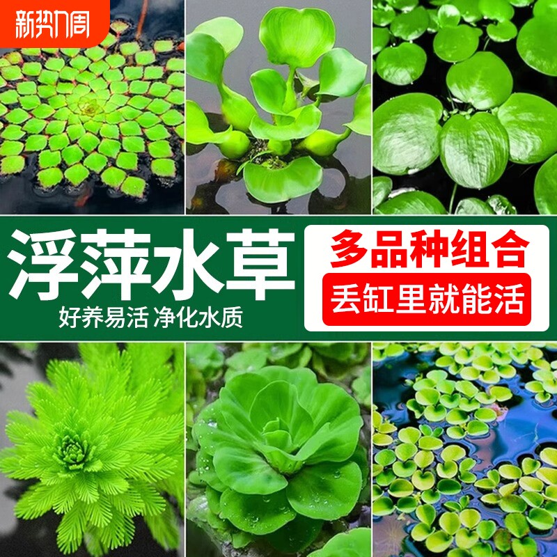 浮萍水草植物水芙蓉一叶莲水葫芦鱼缸造景水培漂浮睡莲净水真水草