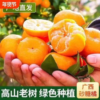 现摘广西砂糖橘子新鲜无籽沙糖桔小橘子蜜桔柑橘水果当季金秋