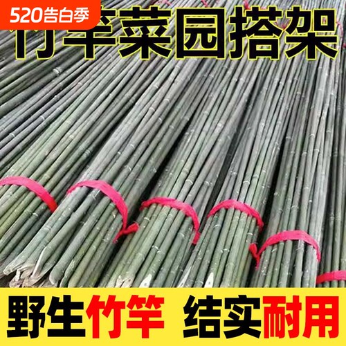 竹竿菜园搭架蔬菜黄瓜竹竿爬藤架