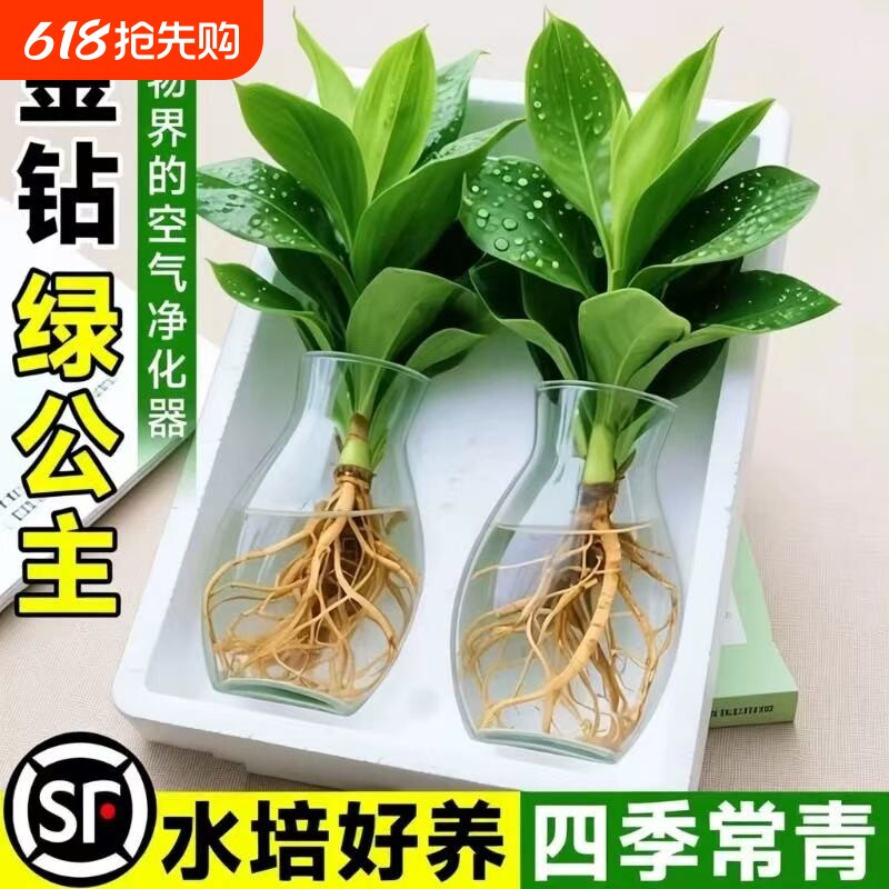 大叶金钻水培植物绿公主盆栽室内好养绿萝吸除甲醛四季花卉绿植