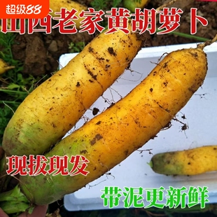 自种山西黄胡萝卜新鲜蔬菜农家热卖带泥胡萝卜抓饭专用宝宝辅食