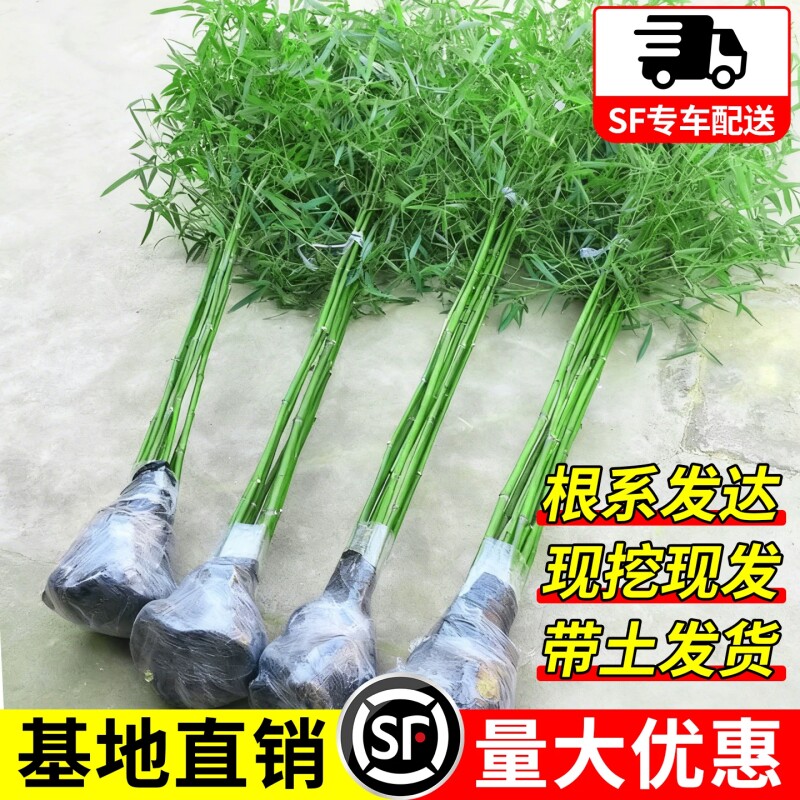 竹子苗四季青竹名贵紫竹罗汉竹金镶玉竹室外庭院盆栽耐寒全国可种