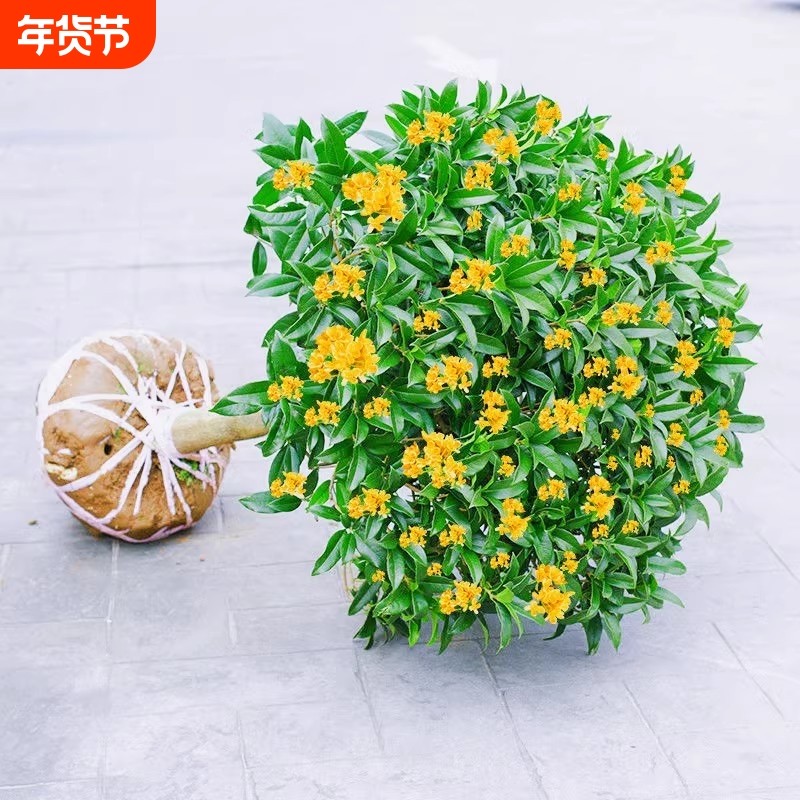 金桂花树苗盆栽八月桂花苗庭院耐寒大树苗四季开花卉客厅花期观赏