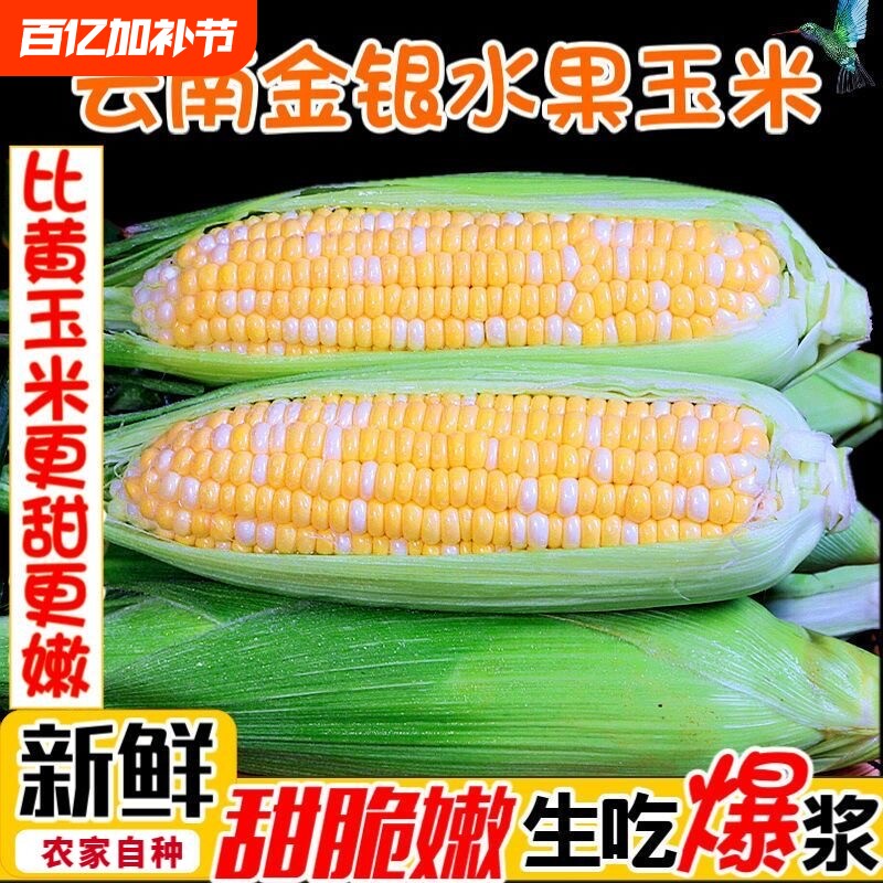 现摘金银水果玉米新鲜甜玉米开袋即食嫩玉米生吃爆浆鲜玉米包邮