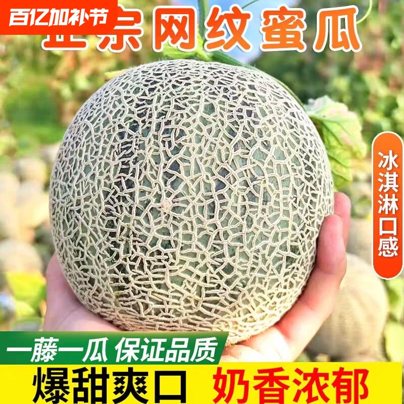 海南玫珑瓜网纹蜜瓜牛3三冰淇淋甜瓜一藤一瓜应季时令水果哈密瓜