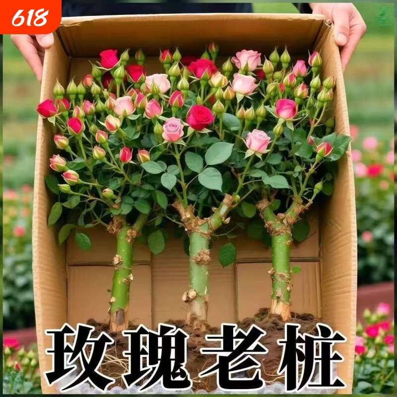 玫瑰花苗老桩盆栽花卉多季节开花绿植物月季蔷薇老根阳台四季种植