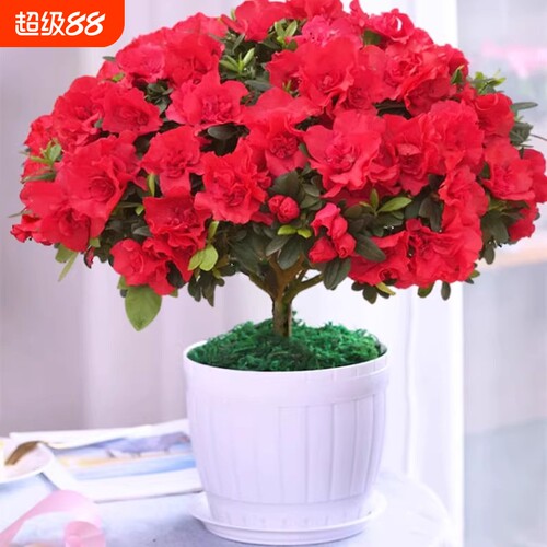 四季杜鹃花盆栽红杜鹃花树苗老桩长寿花卉室内客厅开花植物好养