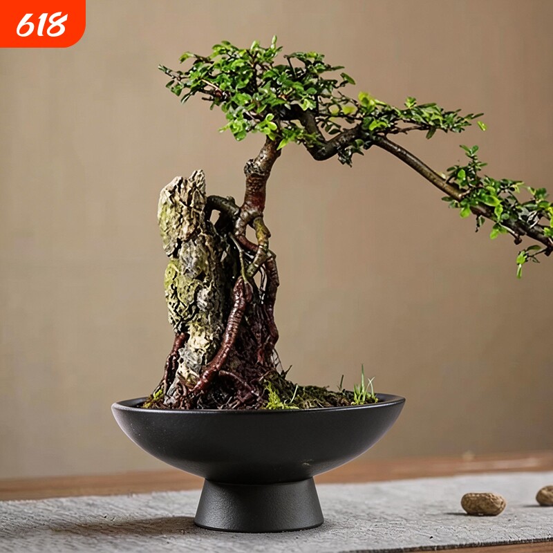 苔藓球托盘水培器皿花盆陶瓷盆中式桌面摆件米竹盆托高脚特大号