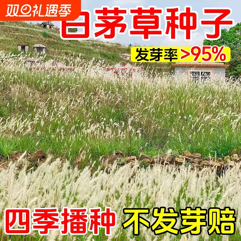 白茅草种子坟头山坡绿化针茅白毛草长镰草四季播易活响铃草根种籽