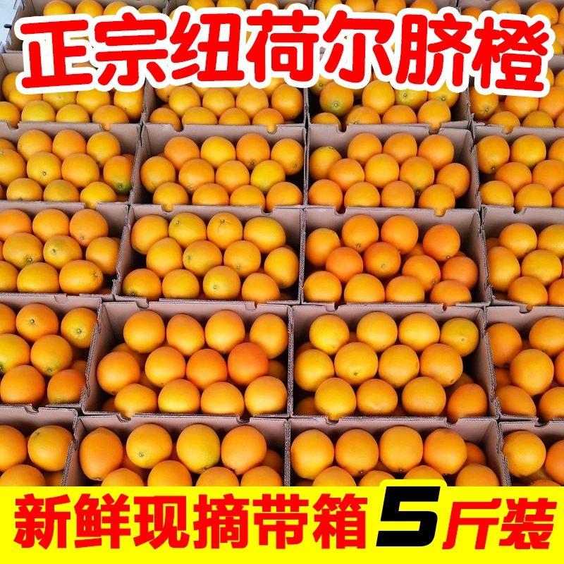 一级脐橙带箱5斤包邮正宗湖南纽荷尔当季新鲜水果橙子整箱手剥橙