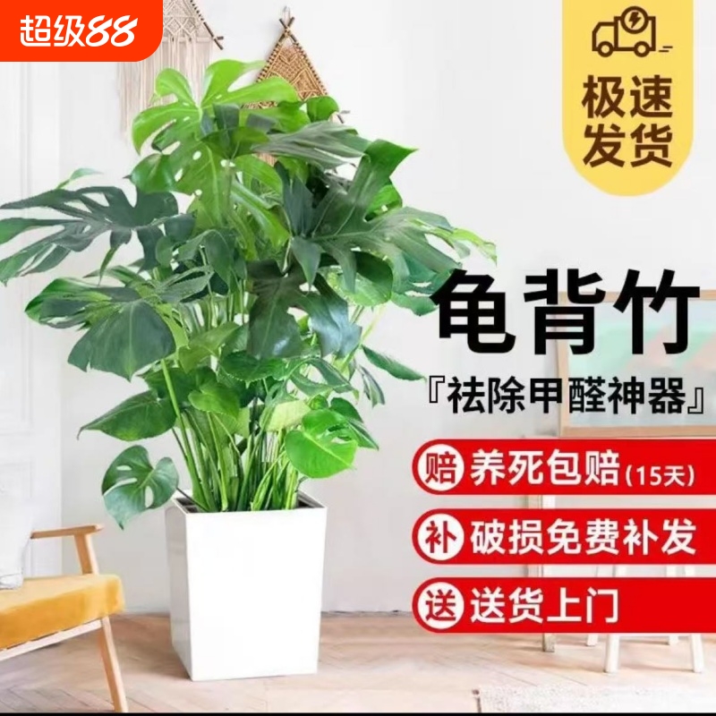 有助于净化室内空气吸收有害物质