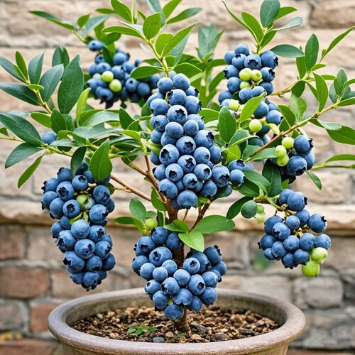 蓝莓苗蓝莓树果苗带土耐寒盆栽地栽当年结果南方北方种植庭院果苗