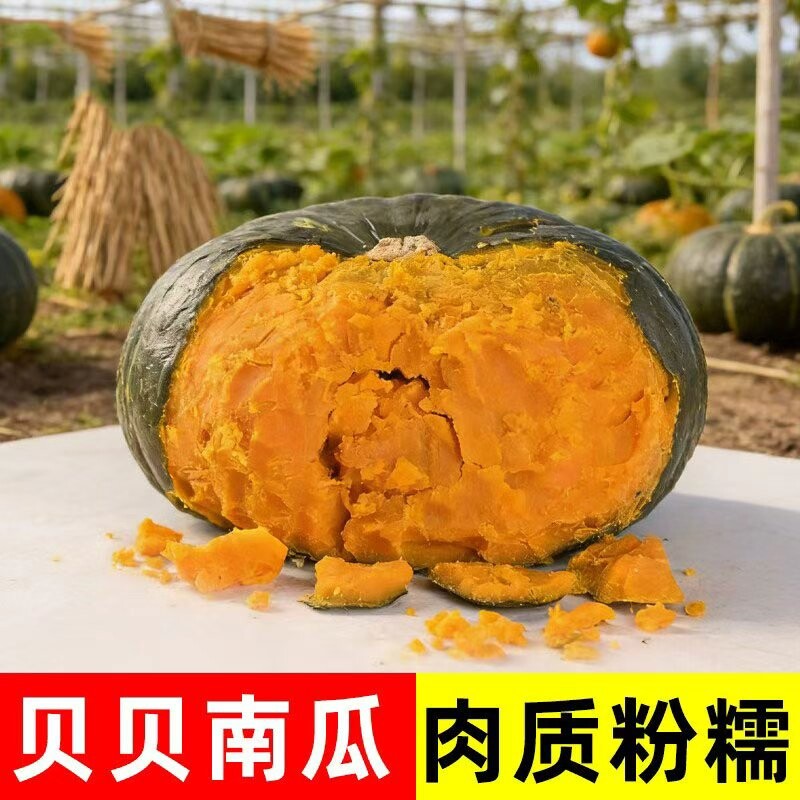 正宗贝贝南瓜迷你小板栗南瓜真贝贝南瓜宝宝辅食软糯香甜