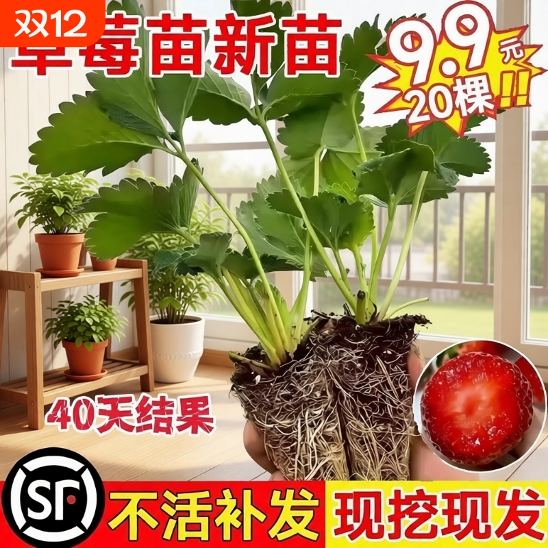 奶油草莓苗盆栽带花带果带土种籽子红颜四季结果阳台种植新苗苗秧